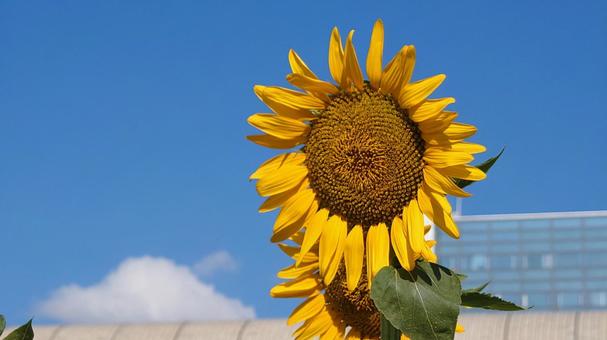 ひまわり ひまわり 向日葵,葉,花の写真素材