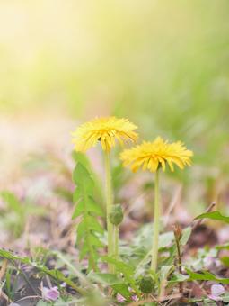 温かみのある光さす野原に咲くたんぽぽの花 タンポポ,花,日差しの写真素材