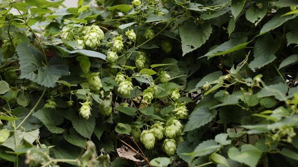 【植物の写真】ホップ ホップ,秋,植物の写真素材
