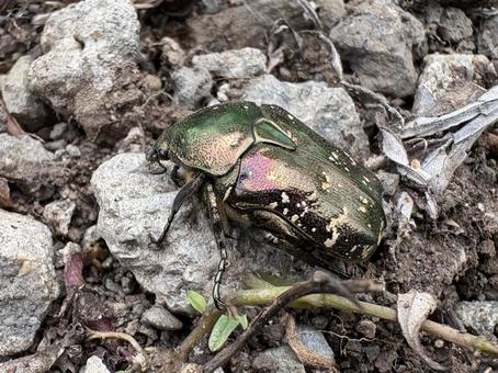 シロテンハナムグリ 07 シロテンハナムグリ 07 白点花潜,シロテンハナムグリ,コガネムシ科の写真素材