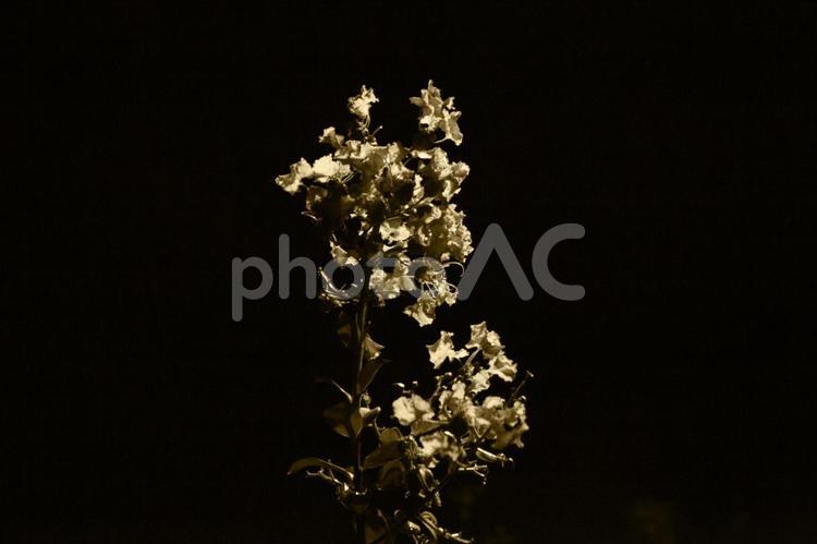 夜の花　セピア 夜,セピア,花の写真素材