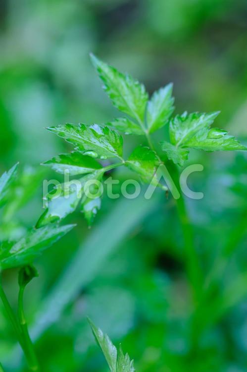 セリの葉 セリ,芹,野草の写真素材