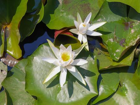 Water lilies, JPG