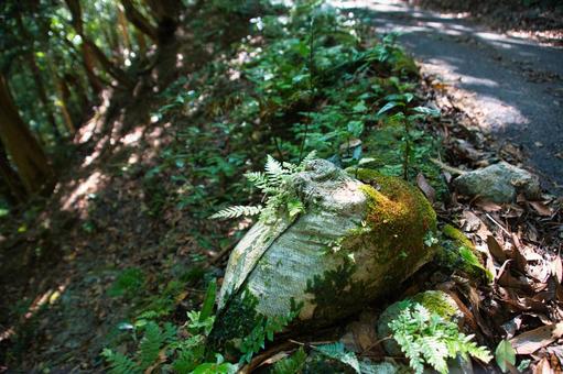 土のうに生えた植物 土のうに生えた植物 森,緑,クローズアップの写真素材