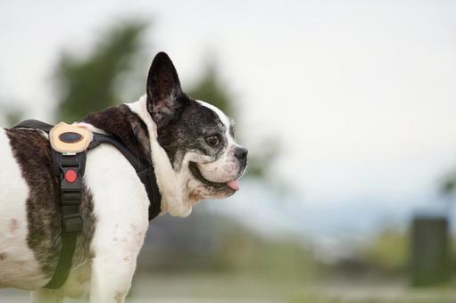 フレンチブルドッグのポートレート フレンチブルドッグのポートレート 犬,フレンチブルドッグ,フレブルの写真素材