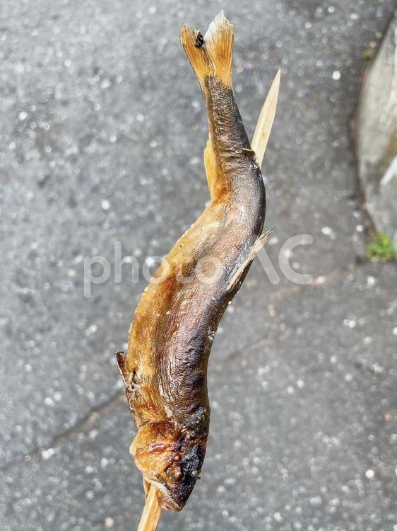 鮎の塩焼き 鮎,アユ,あゆの写真素材