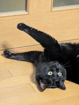 黒猫 6 黒猫 6の写真