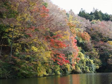 紅葉 紅葉の写真