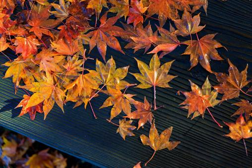 ベンチの上の紅葉 ベンチの上の紅葉,紅葉,モミジの写真素材