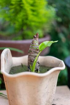 新しい芽吹き 植物,新芽,芽吹きの写真素材