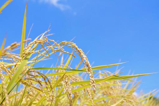 Rice Autumn image, JPG Rice Autumn image, JPG