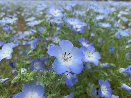 ネモフィラ ネモフィラ ネモフィラ,青い花,4月の写真素材