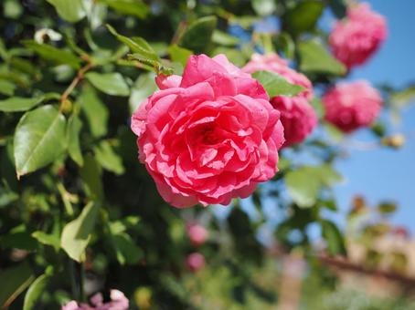 バラ園にて綺麗な薔薇を撮った写真です バラ園にて綺麗な薔薇を撮った写真ですの写真