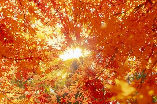 紅葉 太陽光 紅葉 太陽光 紅葉,秋,背景の写真素材