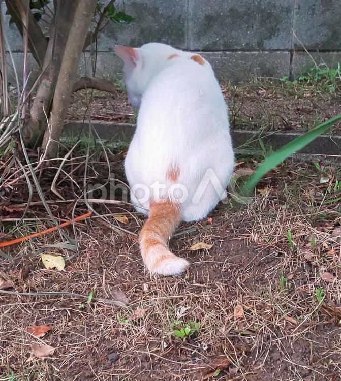 公園の野良ネコ・後ろ姿 猫,後ろ姿,白の写真素材