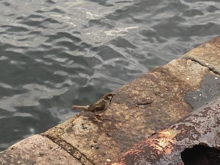 海とスズメ 海とスズメの写真