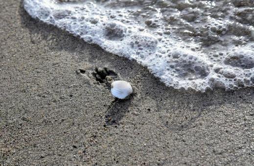 打ち寄せる波と貝殻 打ち寄せる波と貝殻の写真