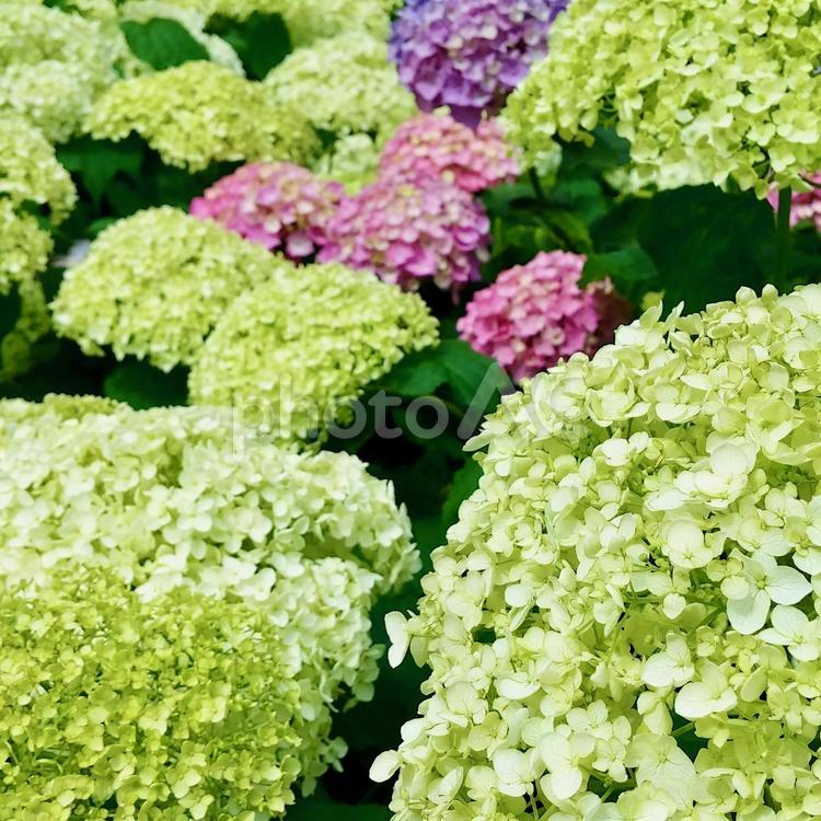 紫陽花　あじさい　アジサイ 紫陽花,あじさい,アジサイの写真素材