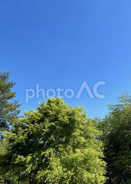ヤマモミジの新緑と青い空 初夏,新緑,若葉の写真素材
