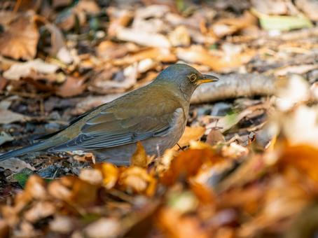 地面を歩くシロハラの写真