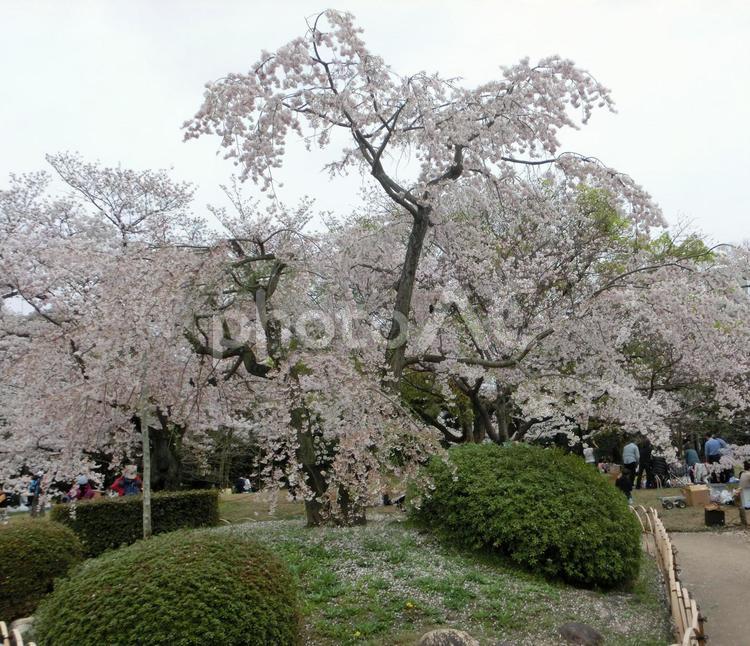 栗林公園内　高松市　桜 さくら,サクラ,ピンク色の花の写真素材