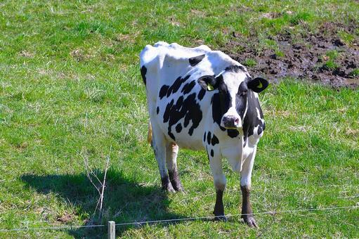 牧場　牛 牛,乳牛,ホルスタインの写真素材