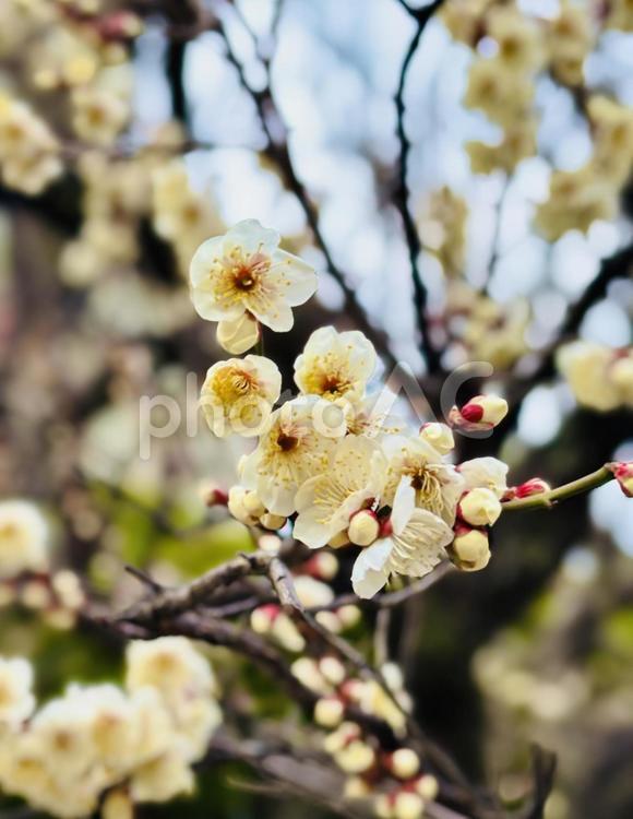 3分咲きの梅の花 春,木,自然の写真素材