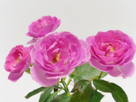 ピンク色のバラ ピンク色のバラ 花,バラ,植物の写真素材