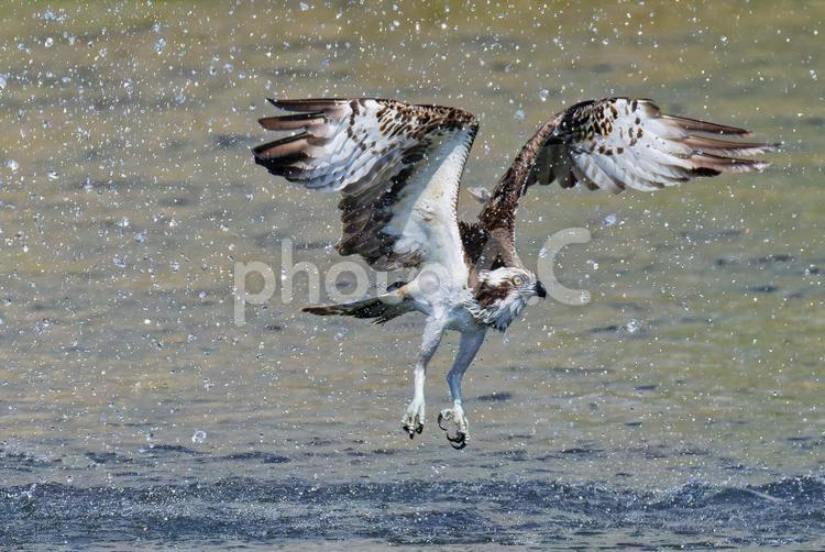 水しぶきを上げながら飛び出すミサゴ ミサゴ,鶚,ウオタカの写真素材