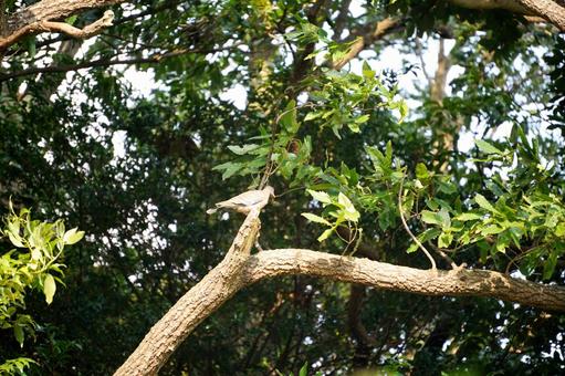 Wild pigeons in the shade, JPG Wild pigeons in the shade, JPG