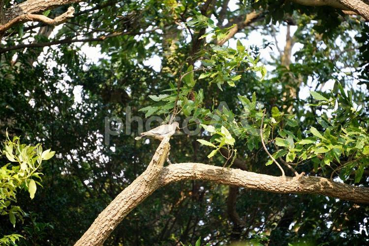 木陰に佇む野生の鳩 ハト,鳩,鳥の写真素材