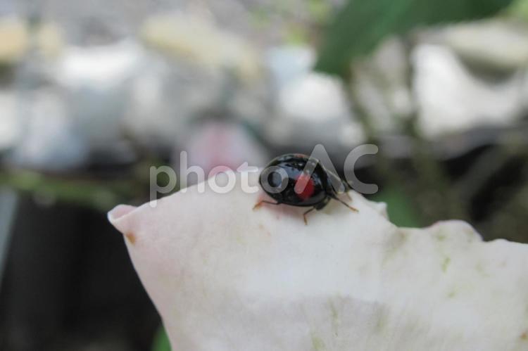 ショウブの花びらを登るナミテントウ ナミテントウ,テントウムシ,虫の写真素材