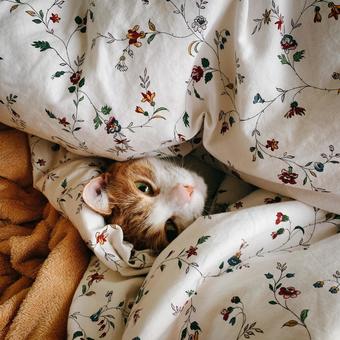 花柄布団にくるまれて眠そうな猫の表情 花柄布団にくるまれて眠そうな猫の表情 猫,ねこ,動物の写真素材