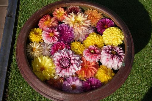 フローティングフラワー（ダリア） フローティングフラワー,ダリア,花の写真素材