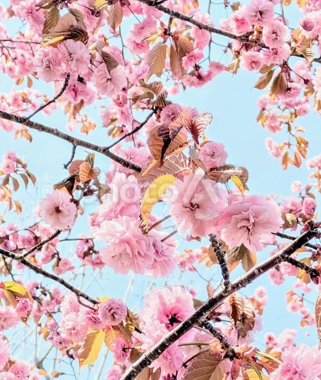 青空と満開の八重桜 桜,八重桜,満開の写真素材
