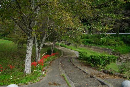 ヒガンバナの咲く風景 ヒガンバナの咲く風景 公園,風景,木の写真素材