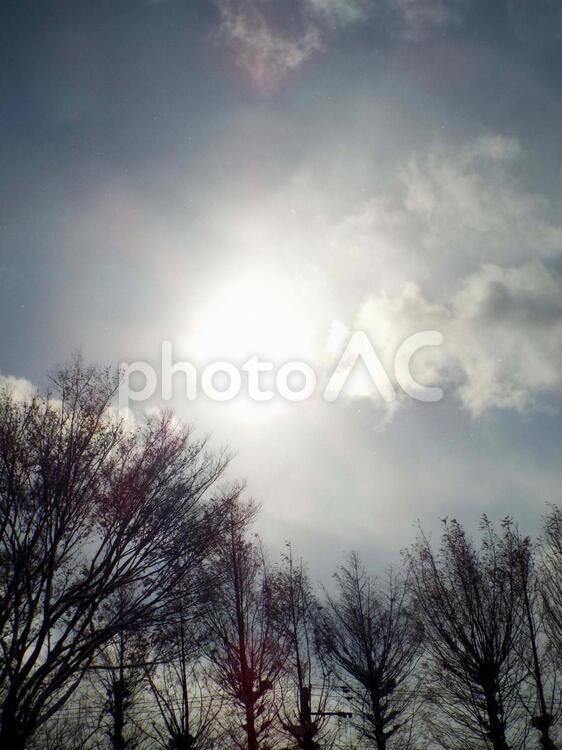 冬の太陽・たて 冬の空,冬,空の写真素材