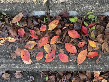 桜の紅葉の落ち葉 桜の紅葉の落ち葉 紅葉,落ち葉,枯れ葉の写真素材