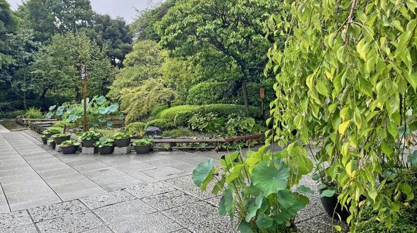 坂東33観音 04番 長谷寺 雨天の参道 坂東33観音 04番 長谷寺 雨天の参道 長谷寺,海光山,慈照院の写真素材