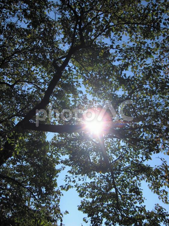木漏れ日 木漏れ日,太陽,陽の写真素材