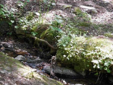 山の中の小川 山の中の小川の写真