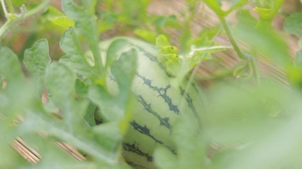 畑でのびのびと育つ7月のスイカ 畑でのびのびと育つ7月のスイカ 草,畑,スイカの写真素材