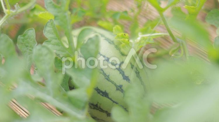 畑でのびのびと育つ7月のスイカ 草,畑,スイカの写真素材