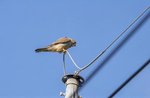 チョウゲンボウ チョウゲンボウ チョウゲンボウ,野鳥,鳥の写真素材