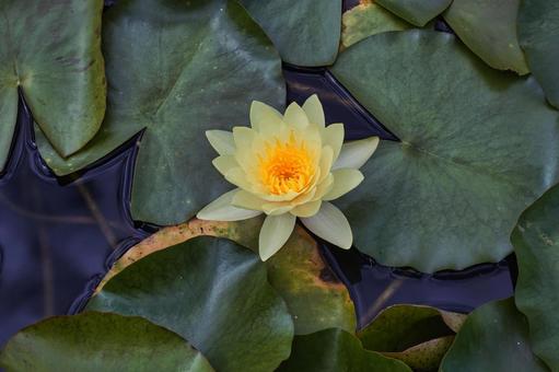 スイレン スイレン,花,可愛いの写真素材