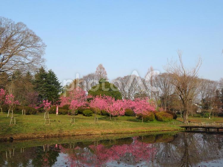 古河公方公園の桃の花 桃の花,桃,ハナモモの写真素材