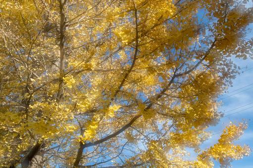 神秘的な紅葉の写真