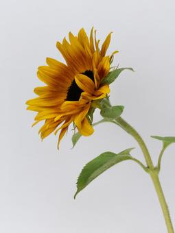 ひまわりの花 ひまわりの花の写真