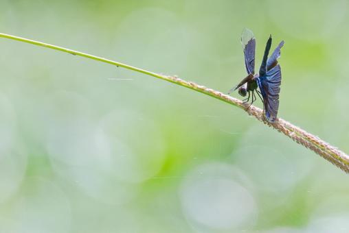 A male butterfly dragonfly resting with its tail raised near the water, JPG A male butterfly dragonfly resting with its tail raised near the water, JPG