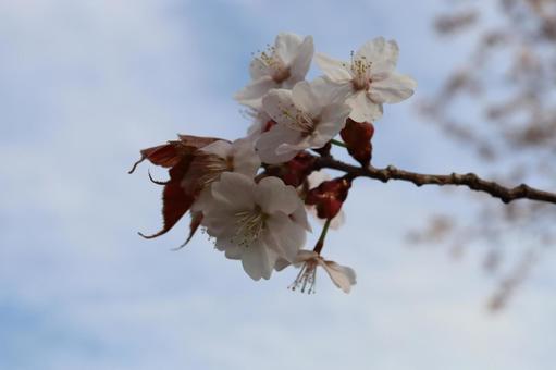 Photo, spring, early spring, flower, 
